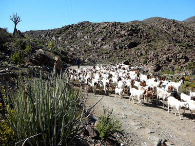 Nama Nomadic Pastoralists