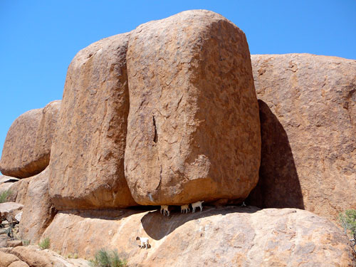 Goats on Rock