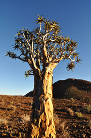 Kokerboom