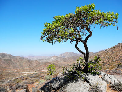 Richtersveld Landscape